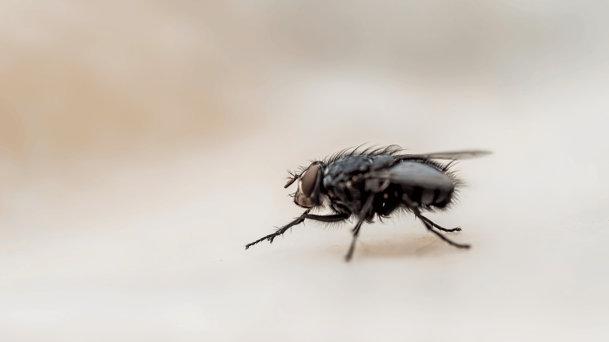 Why Flies Keep Coming Back to Your Kitchen (and How a Simple Cleaning Routine Can Help)