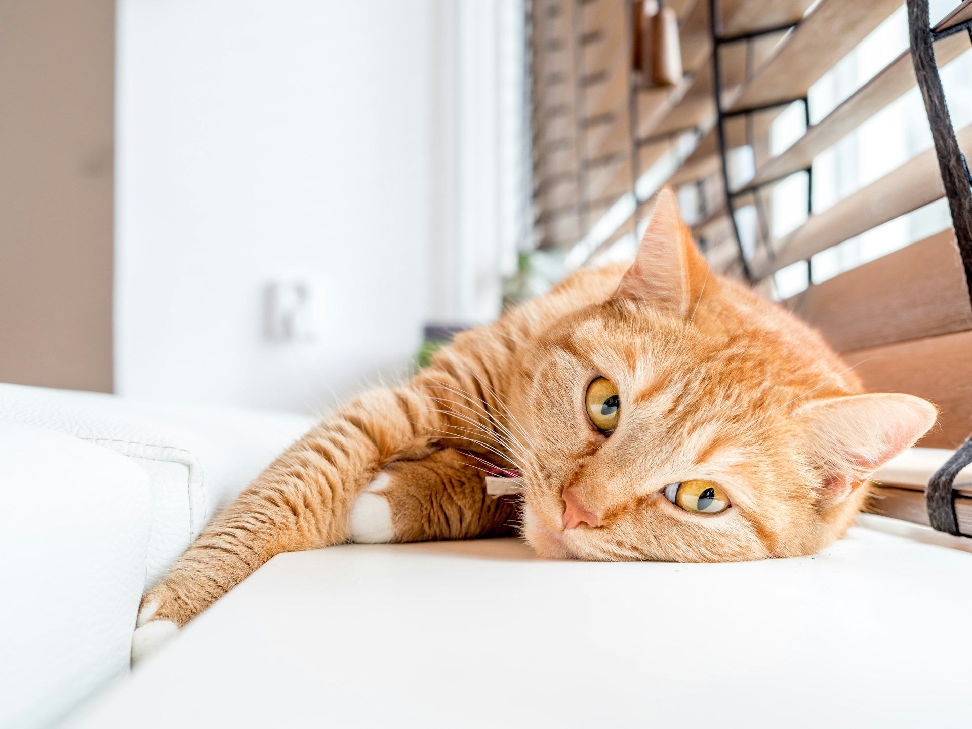 How to Maintain a Chemical-Free Home With Pets (Without Compromising Cleanliness)